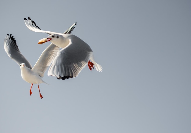 Möwe, die in Blau ein Himmel fliegt