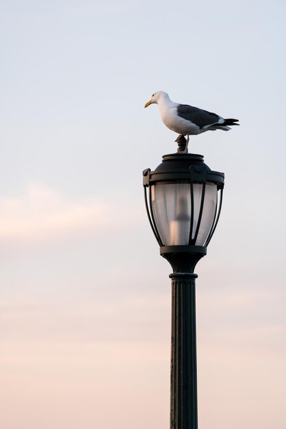 Möwe, die in der Abenddämmerung auf einer gusseisernen Straßenlaterne steht