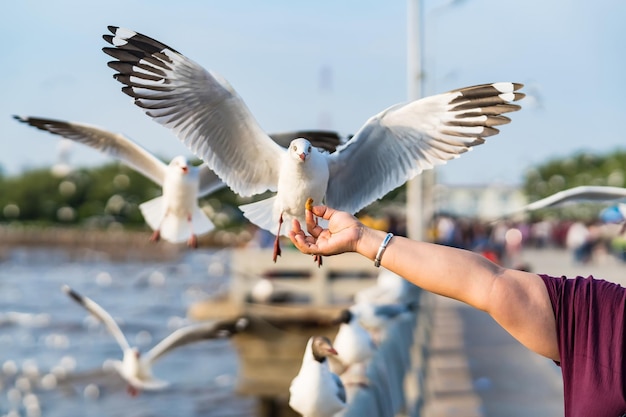 Foto möwe, die in samut prakan, thailand, nahrung aus der hand eines menschen auf dem himmel isst