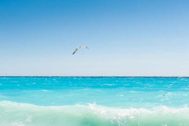 Möwe, die über das Meer fliegt. Schöne Küste in Nizza, Frankreich.