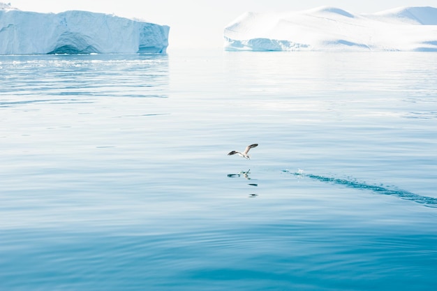 Möwe, die über dem Wasser im Atlantik in Grönland abhebt
