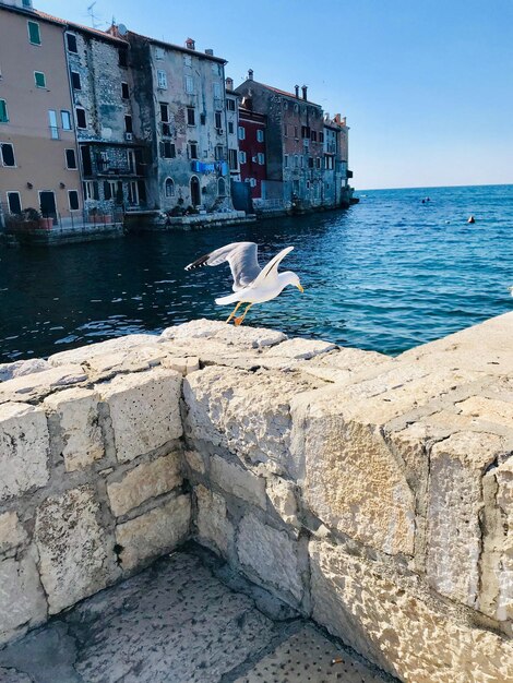 Möwe, die von der Stützmauer aufsteigt