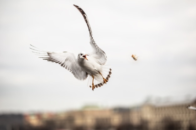 Möwe fängt ein Stück Essen, das von einem Touristen in der Stadt geworfen wird.