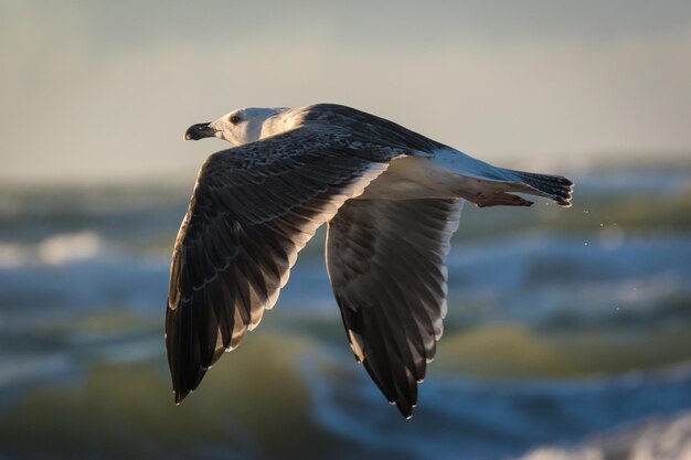 Foto möwe fliegen am himmel