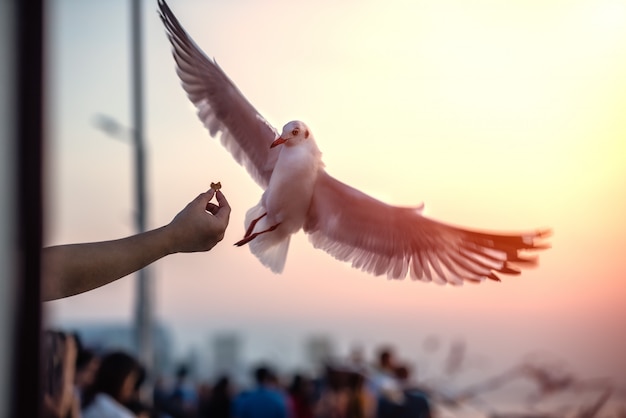 Möwe fliegen am Himmel