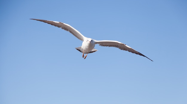 Möwe fliegen in den Himmel