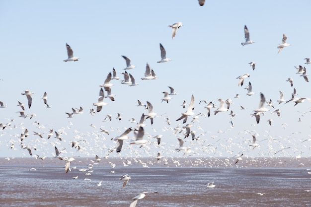 Möwe fliegen in den Himmel