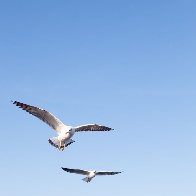 Möwe fliegen in den Himmel