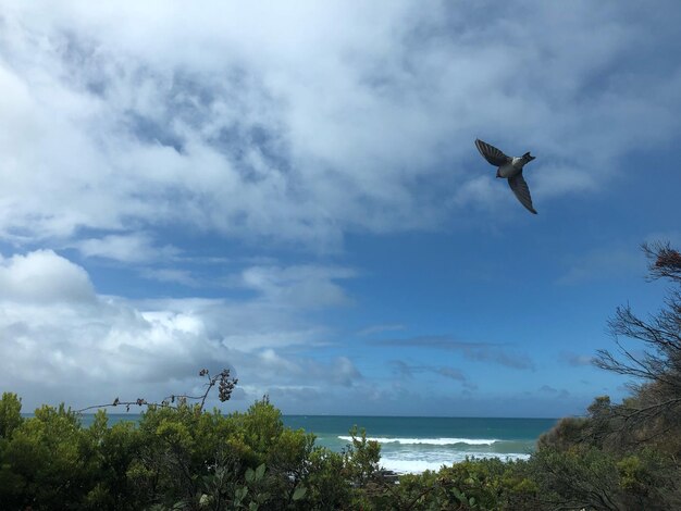 Foto möwe fliegen über dem meer gegen den himmel