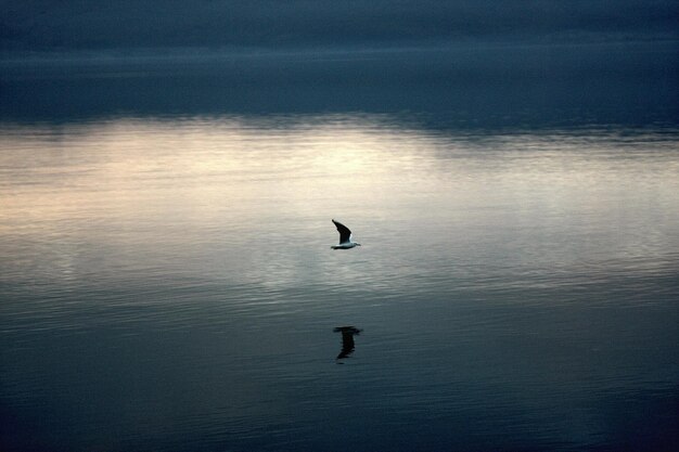 Foto möwe fliegen über den see