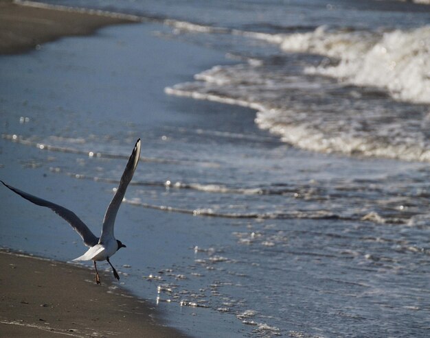 Foto möwe fliegen über den strand