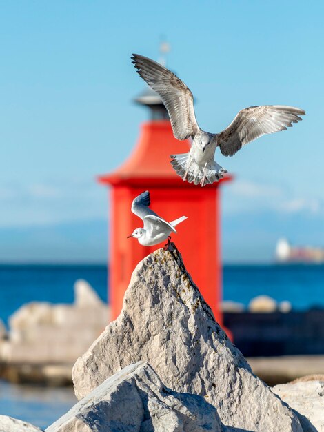 Möwe fliegen über Felsen