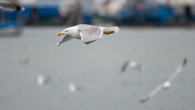 Möwe fliegen