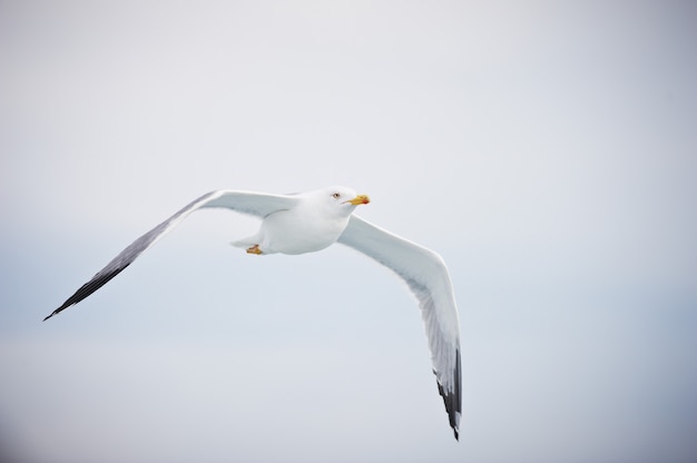 Möwe fliegt auf bewölktem weißem Himmel