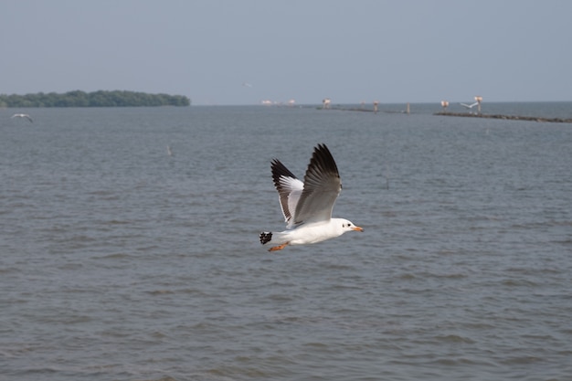 Foto möwe fliegt auf dem meer in thailand