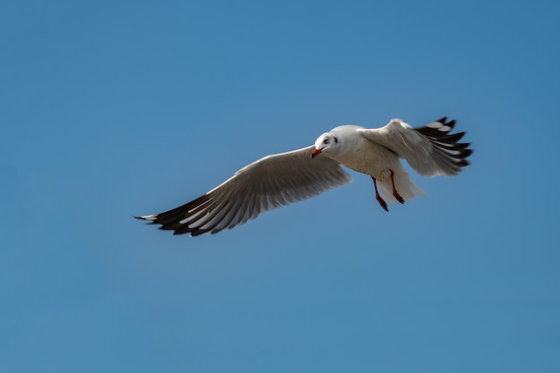 Foto möwe fliegt auf dem meer in thailand