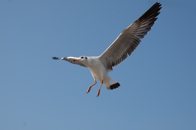 Foto möwe fliegt auf dem meer in thailand