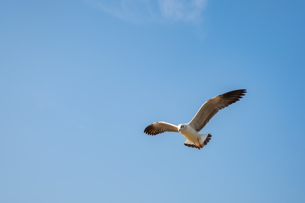 Foto möwe fliegt auf dem meer in thailand