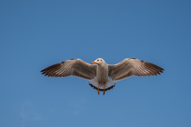 Möwe fliegt auf dem Meer in Thailand