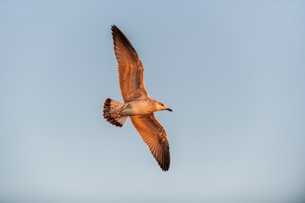 Möwe fliegt auf See bei Sonnenuntergang. Goldene Stunde Beleuchtung.