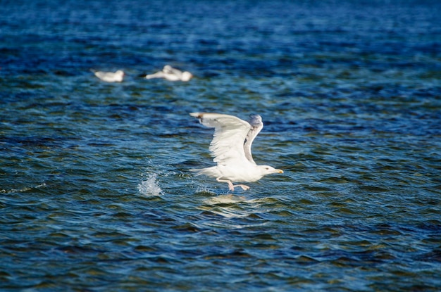 Möwe fliegt aus dem Wasser