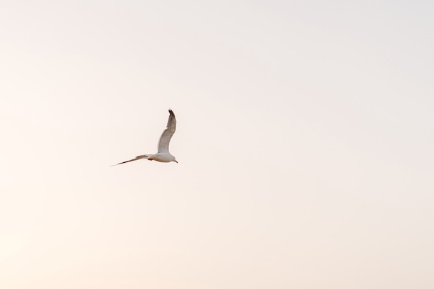 Möwe fliegt bei Sonnenuntergang