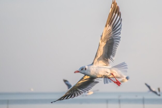 Möwe fliegt hoch im Wind Fliegen Möwe Fliegen Möwe