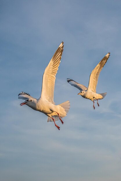 Möwe fliegt hoch im Wind fliegende Möwe Möwe fliegt