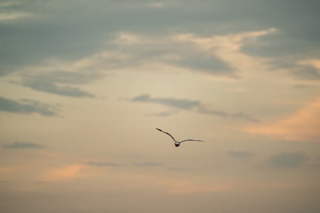 Möwe fliegt in den bewölkten Himmel