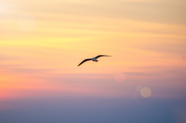 Möwe fliegt in den Himmel.