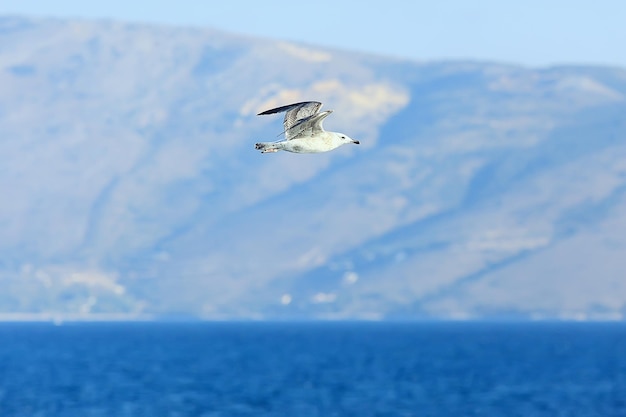 Möwe fliegt über das Meer, Konzept Seeurlaub Sommer, Vogelfreiheit fliegen