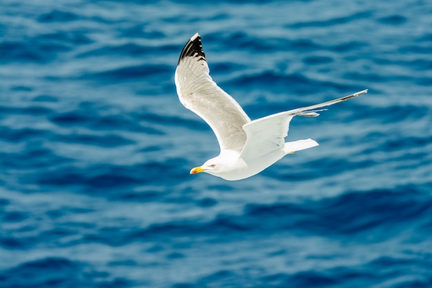 Möwe fliegt über das Meer