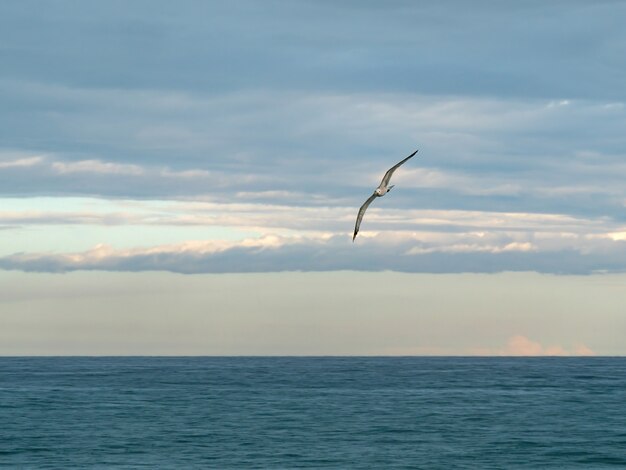 Möwe fliegt über das Meer