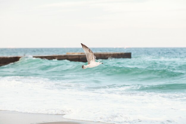 Möwe fliegt über das Meer