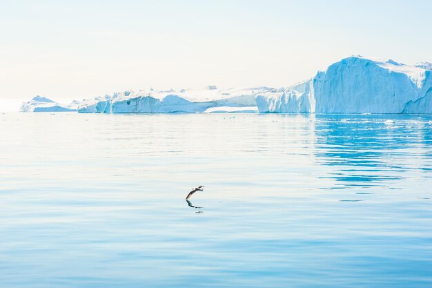 Möwe fliegt über das Wasser im Atlantik in Grönland