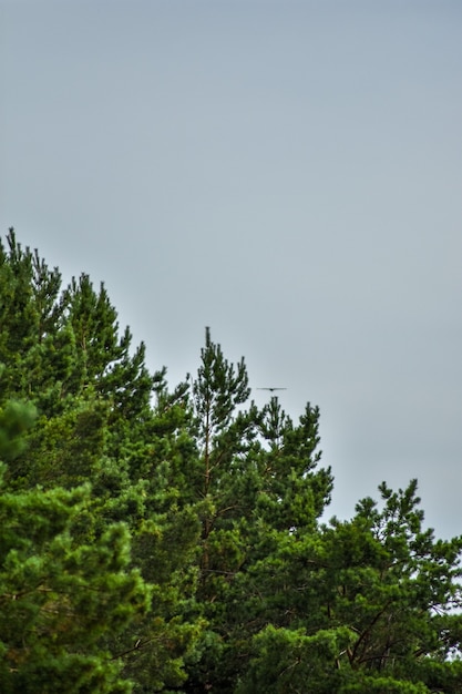 Möwe fliegt über den blauen Himmel