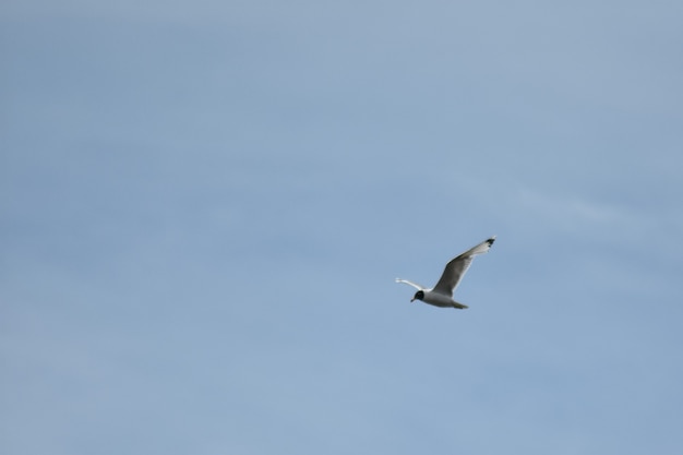 Möwe fliegt über den blauen Himmel