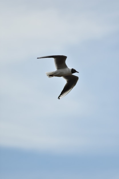 Möwe fliegt über den blauen Himmel