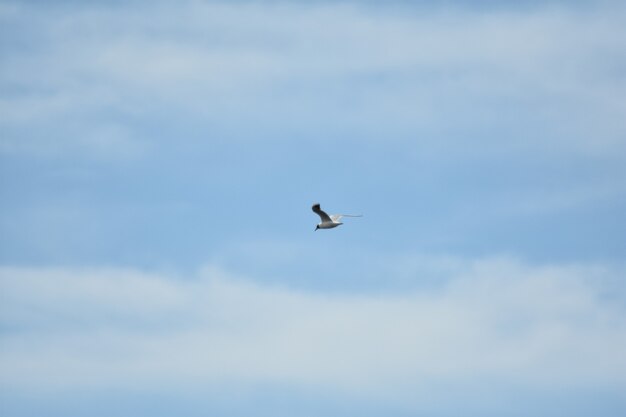 Möwe fliegt über den blauen Himmel