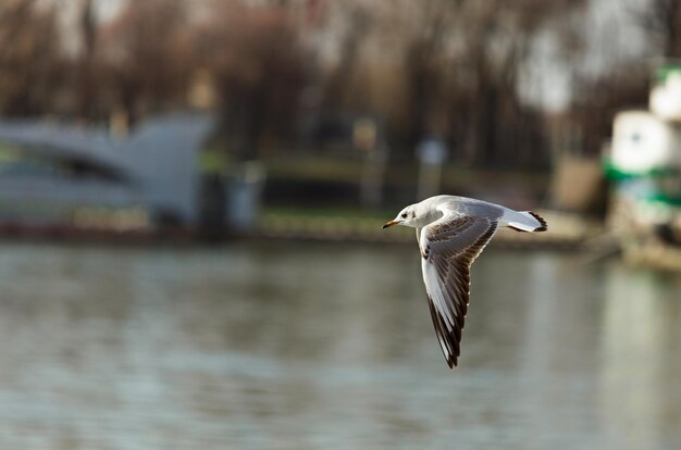 Möwe fliegt über den Fluss