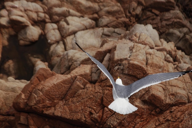 Möwe fliegt über die Felsen