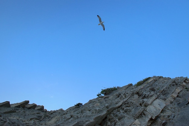 Möwe fliegt über die hohen Klippen des Schwarzen Meeres gegen den blauen Himmel bei Sonnenuntergang Russland