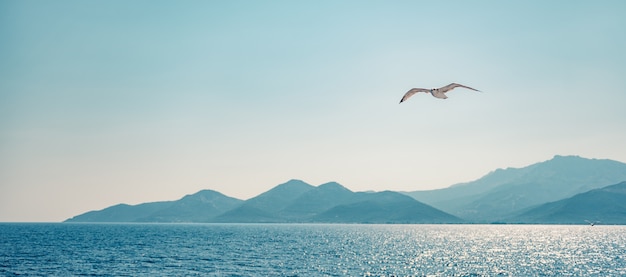 Möwe fliegt über Meer