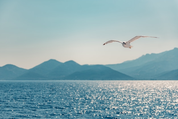 Möwe fliegt über Meer