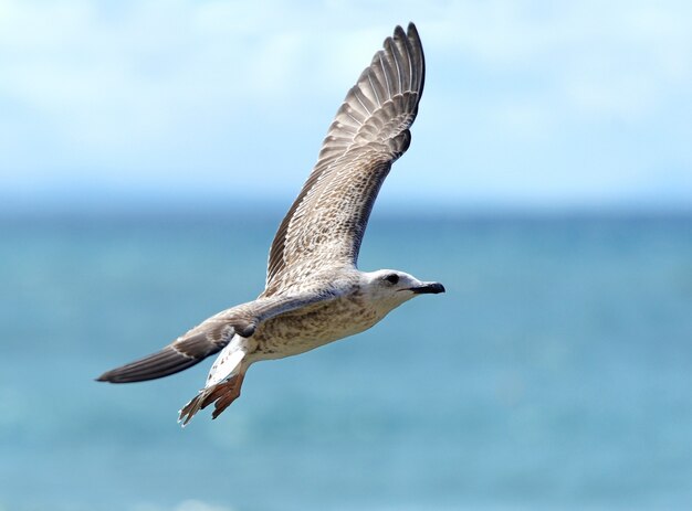 Möwe fliegt unter blauem Sly