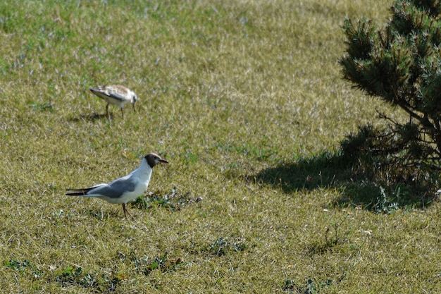 Möwe geht am Ufer entlang