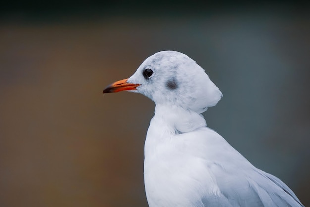 Möwe hockt auf dem Geländer im Hafen