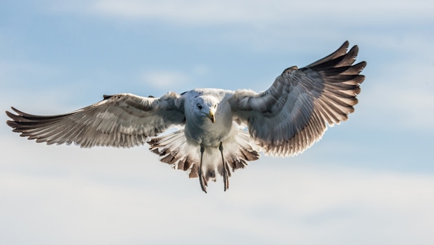 Möwe im Flug gegen den blauen Himmel