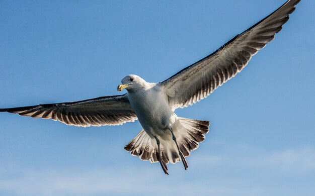 Möwe im Flug gegen den blauen Himmel