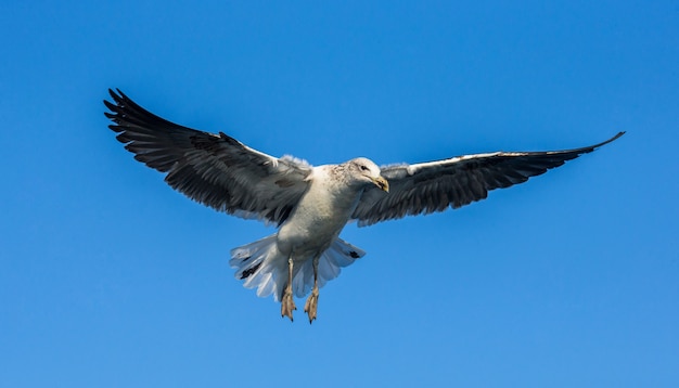 Möwe im Flug gegen den blauen Himmel